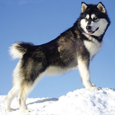 Malamute