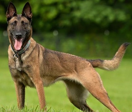 Belgian Malinois