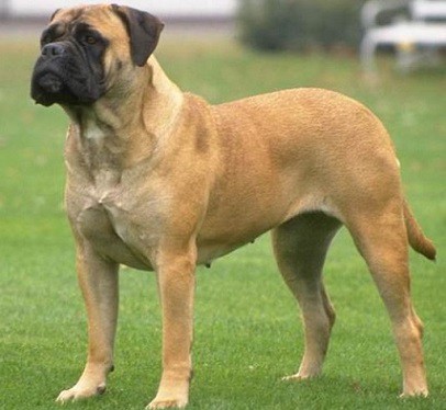 Bullmastiff