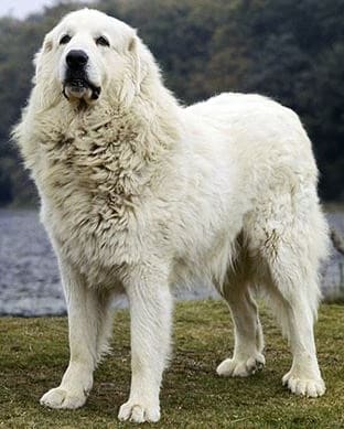 Great Pyrenees