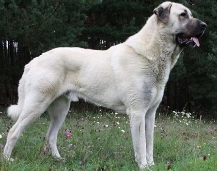 Kangal