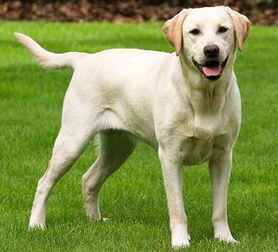 Labrador Retriever