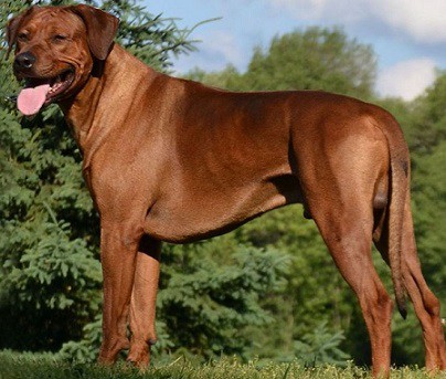 Rhodesian Ridgeback