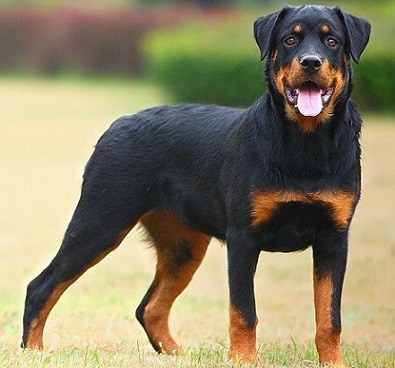 Rottweiler